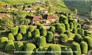 Bukit Jamur Ciwidey, Menjelajahi Surga di Balik Perkebunan Teh Bukit Jamur Ciwidey