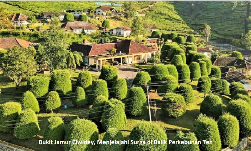 Bukit Jamur Ciwidey, Menjelajahi Surga di Balik Perkebunan Teh