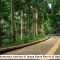 Rekomendasi Aktivitas di Taman Hutan Raya Ir H Djuanda